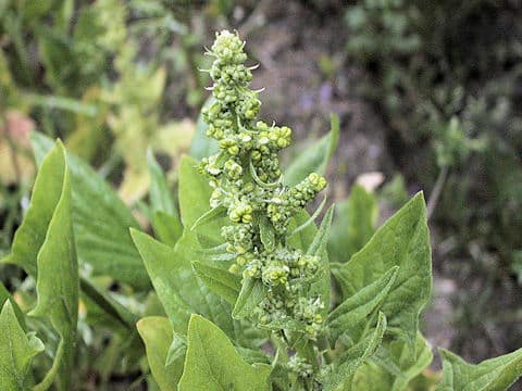 Spinacia oleracea
