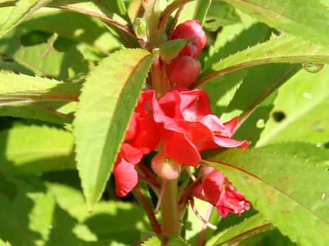 Impatiens balsamina