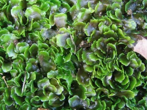 Pellia endiviifolia