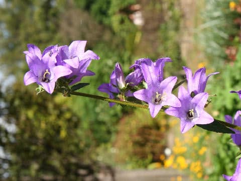 Campanula grossekii