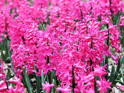 Hyacinthus orientalis