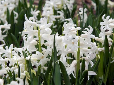 Hyacinthus orientalis