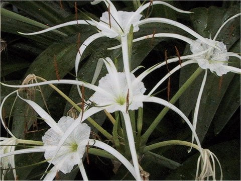 Hymenocallis caribaea