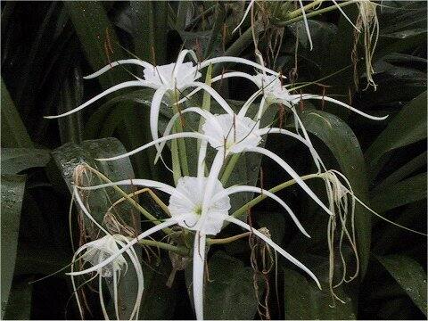 Hymenocallis caribaea