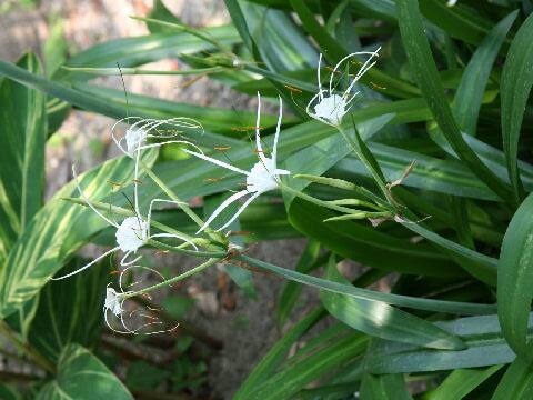 Hymenocallis speciosa