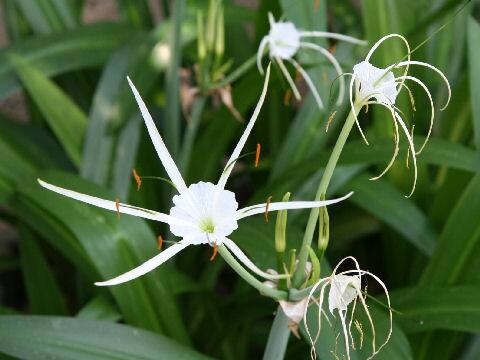 Hymenocallis speciosa