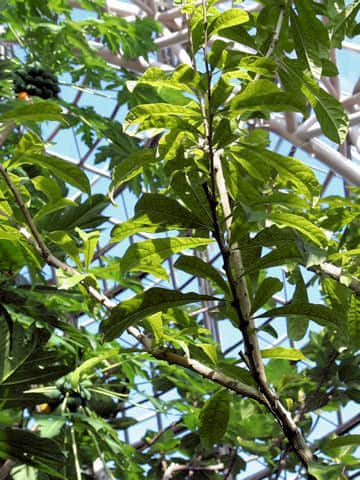 Crescentia cujete