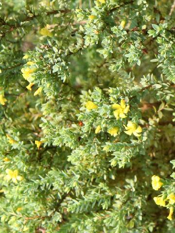 Hypericum aegypticum