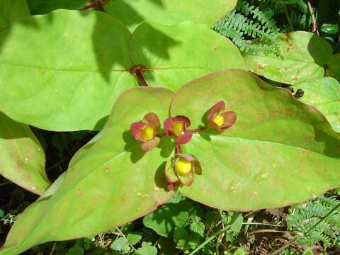 Hypericum androsaemum