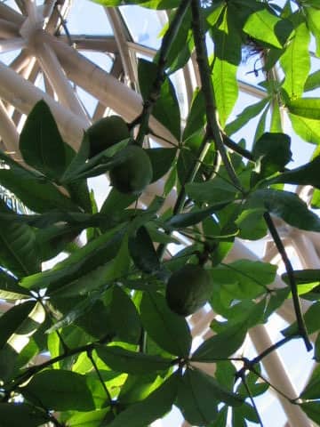 Pachira aquatica