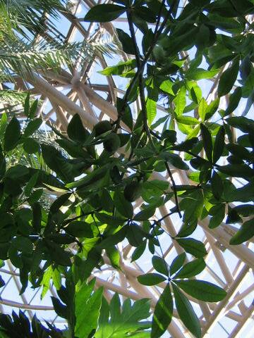 Pachira aquatica