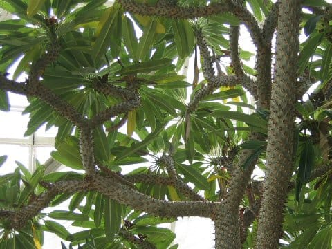 Pachypodium geayi