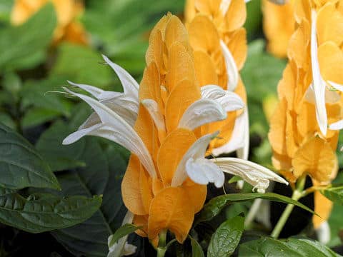 Pachystachys lutea