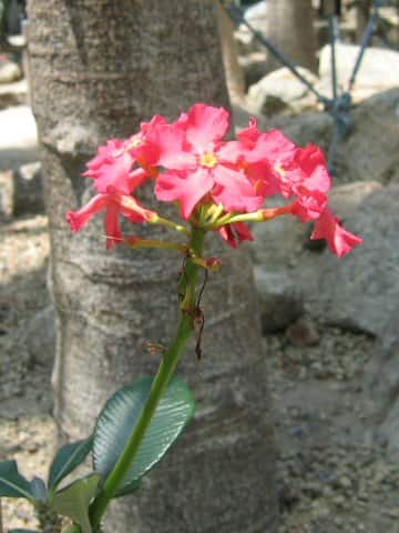 Pachypodium sofianse