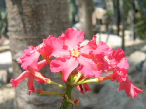 Pachypodium sofianse