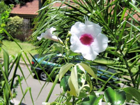 Pandorea jasminoides