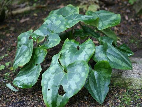 Asarum maximum