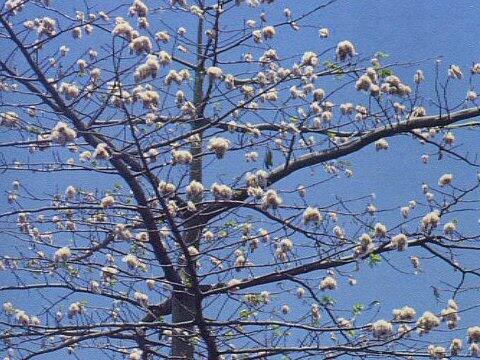 Ceiba pentandra