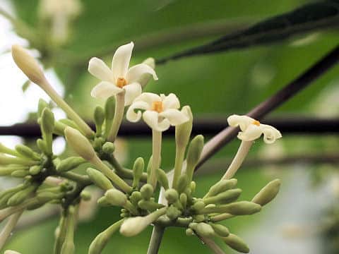 Carica papaya