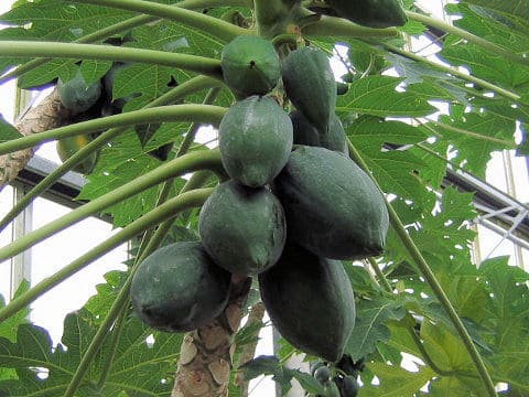 Carica papaya