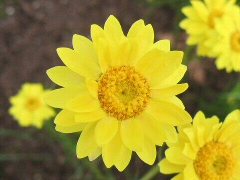 Helichrysum subulifolium