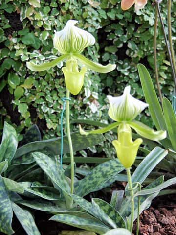 Paphiopedilum Maudiae cv. Magnificum