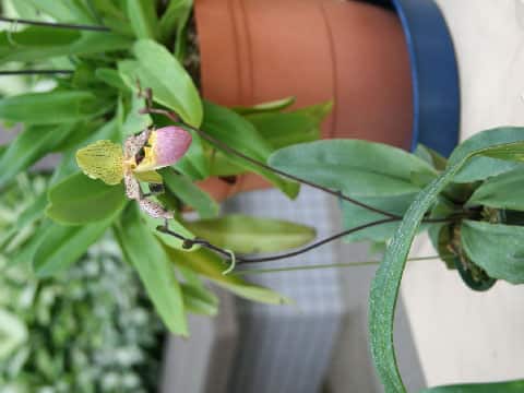 Paphiopedilum glaucophyllum var. moquetianum