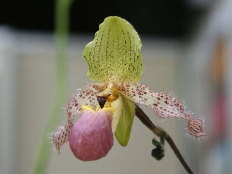Paphiopedilum glaucophyllum var. moquetianum