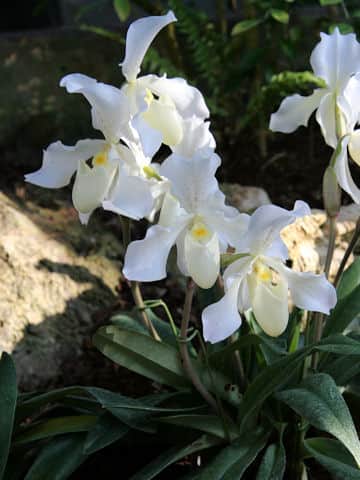 Paphiopedilum Phips