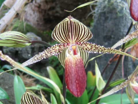 Paphiopedilum rothschildianum
