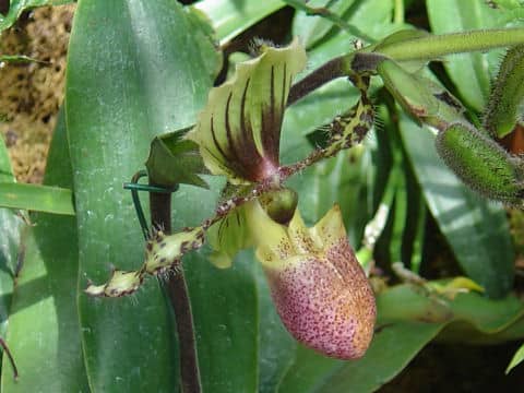 Paphiopedilum victoria-regina