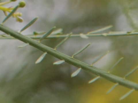 Parkinsonia aculeata