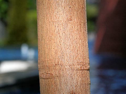 Hevea brasiliensis