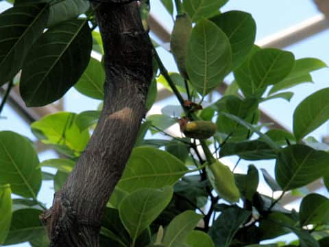 Artocarpus heterophyllus