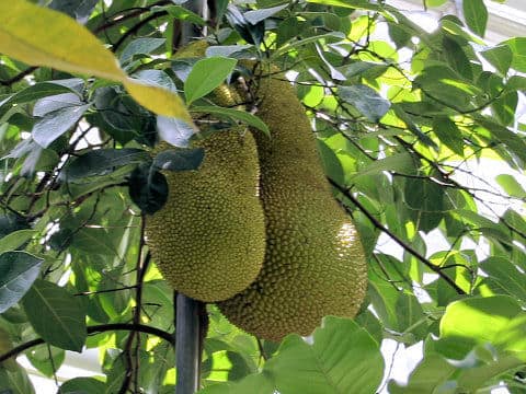 Artocarpus heterophyllus