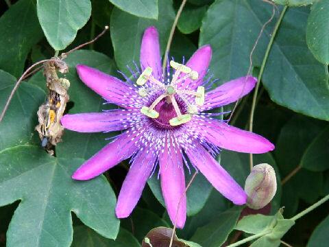 Passiflora miersii x loefgrenii