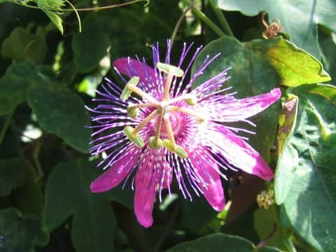 Passiflora miersii x loefgrenii