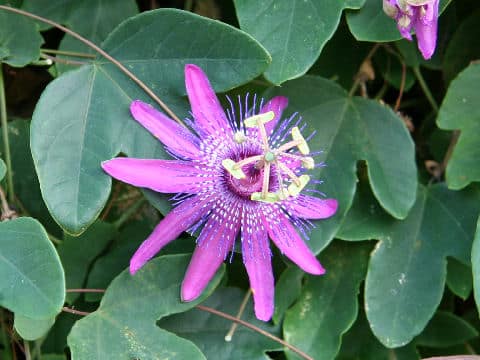 Passiflora miersii x loefgrenii