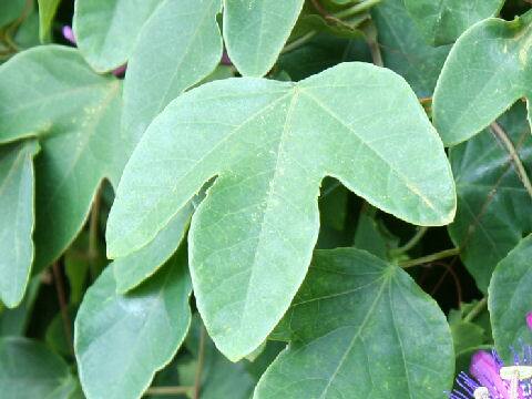 Passiflora miersii x loefgrenii