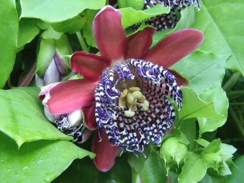 Passiflora phoenicia