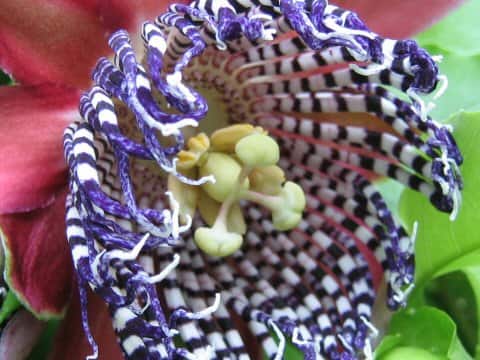 Passiflora phoenicia