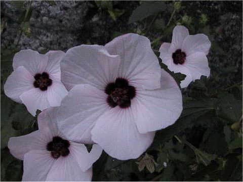 Pavonia hastata