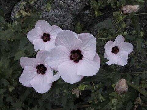 Pavonia hastata