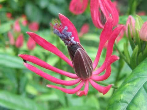 Pavonia intermedia