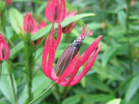 Pavonia intermedia
