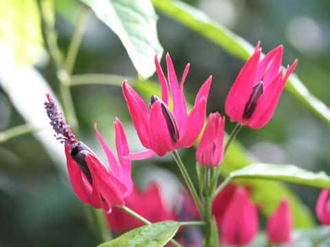 Pavonia intermedia