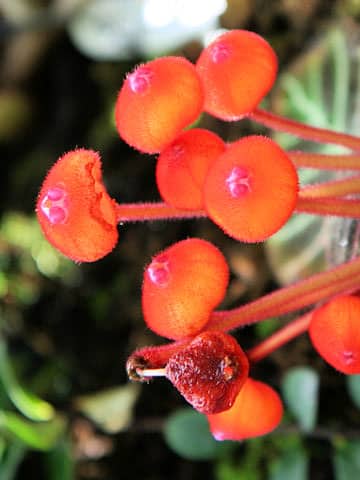 Pearcea hypocyrtiflora