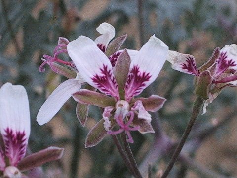 Pelargonium crithmifolium