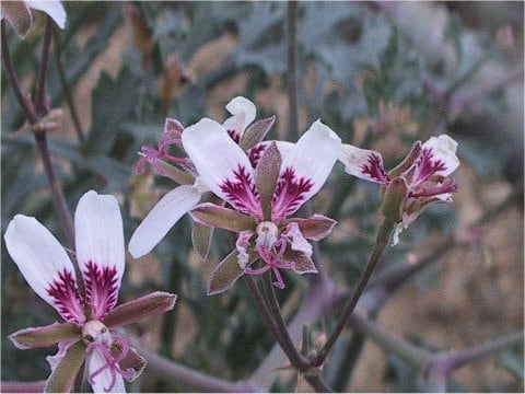 Pelargonium crithmifolium