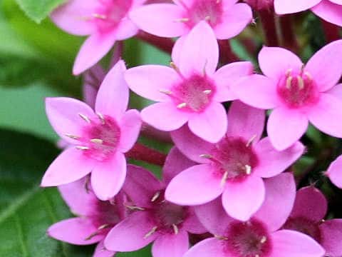 Pentas lanceolata